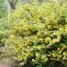 Sadnice - žbunaste vrste: Keria japonica - golden guinea 2. god., slika3